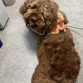 Rocky Bao -  Standard Poodle Dog for Adoption in Philadelphia, Pennsylvania - Rocky Bao | PetCurious