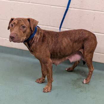 Sienna -  Mixed Breed Dog for Adoption in Memphis, Tennessee - Sienna | PetCurious