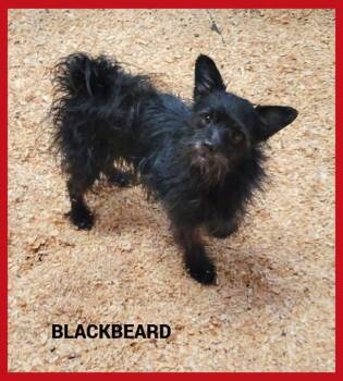 Blackbeard -  Terrier Dog for Adoption in Granbury, Texas - Blackbeard | PetCurious