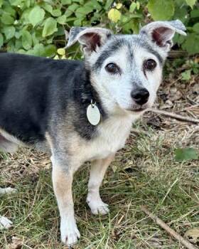 Winston -  Chihuahua and Parson Russell Terrier Dog for Adoption in Malvern, Pennsylvania - Winston | PetCurious