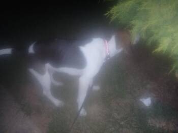 Casey -  Beagle and Mixed Breed Dog for Adoption in Partlow, Virginia - Casey | PetCurious