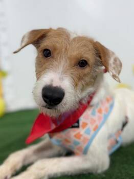 Parson Russell Terrier and Border Terrier Dogs Available for Adoption in Carlsbad, California - Pumpkin | PetCurious