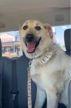 Gweenie -  Akbash and Anatolian Shepherd Dog for Adoption in Winter Park, Colorado - Gweenie | PetCurious