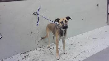 FLOPPY -  German Shepherd Dog and Mixed Breed Dog for Adoption in Houston, Texas - FLOPPY | PetCurious