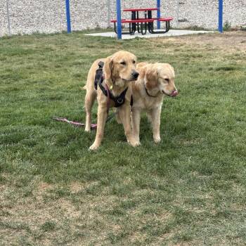 Leia -  Golden Retriever Dog for Adoption in Glenwood Springs, Colorado - Leia | PetCurious