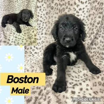 Boston -  Labradoodle Dog for Adoption in Manchester, Connecticut - Boston | PetCurious