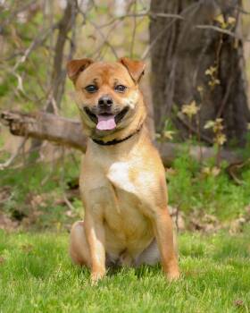 Mixed Breed Dogs Available for Adoption in Bridgeport, Connecticut - MARVIN THE MARTIAN (0522) | PetCurious