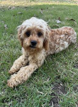 Rescue Cavapoo Dogs for Adoption in Semmes, Alabama - Claire | PetCurious