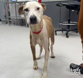 MJ -  Terrier and Labrador Retriever Dog for Adoption in Washington, District Of Columbia - MJ | PetCurious