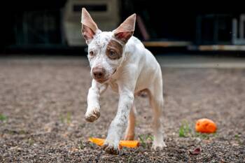 Smokey -  German Shorthaired Pointer and Mixed Breed Dog for Adoption in Red Wing, Minnesota - Smokey | PetCurious