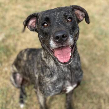 Demeter -  Terrier Dog for Adoption in Lowell, Arkansas - Demeter | PetCurious