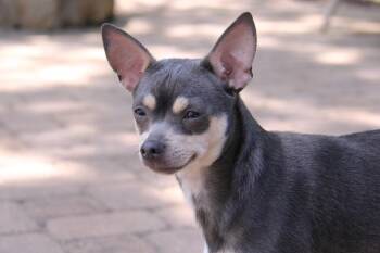 Chihuahua Dogs Available for Adoption in Monroe, North Carolina - Cora | PetCurious