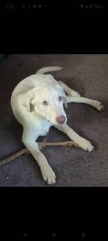 Loki--COURTESY POST OWNER REHOME--NOT AN LELRR DOG -  Labrador Retriever Dog for Adoption in Medina, Ohio - Loki--COURTESY POST OWNER REHOME--NOT AN LELRR DOG | PetCurious