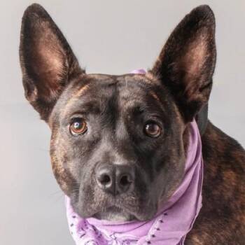 Hattie Mae -  Dutch Shepherd Dog for Adoption in Jefferson, Wisconsin - Hattie Mae | PetCurious