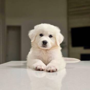 Great Pyrenees and Mixed Breed Dogs Available for Adoption in Houston, Texas - Harvey | PetCurious