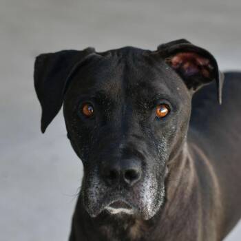 Mixed Breed Dogs Available for Adoption in Ottawa, Kansas - Vinnie | PetCurious