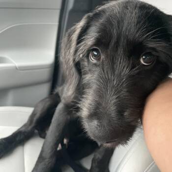 Rollo (Benefactor Puppy) -  Poodle and Black Labrador Retriever Dog for Adoption in New Orleans, Louisiana - Rollo (Benefactor Puppy) | PetCurious