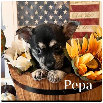 Rescue Chihuahua and Corgi Dogs for Adoption - Pepa | PetCurious