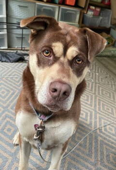 Rescue Staffordshire Bull Terrier and Husky Dogs for Adoption in Seattle, Washington - Maybee | PetCurious