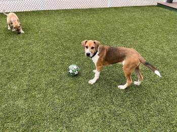 Harrison -  Hound and Shepherd Dog for Adoption in San Diego, California - Harrison | PetCurious