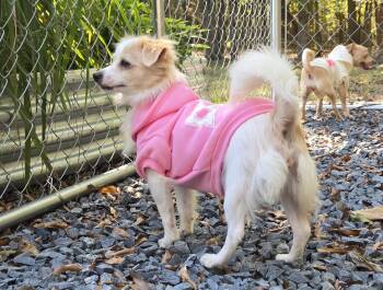Lady Snow -  Chihuahua and Australian Shepherd Dog for Adoption in Albemarle, North Carolina - Lady Snow | PetCurious