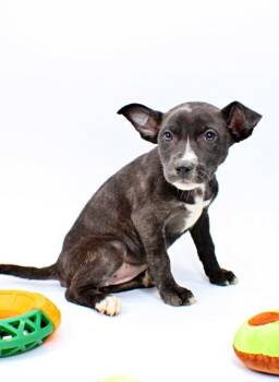Border Collie and Mixed Breed Dogs Available for Adoption in Morton Grove, Illinois - Kiwi | PetCurious