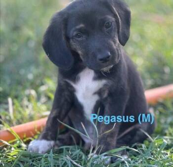 Pegasus -  Border Collie Dog for Adoption in Winter Park, Colorado - Pegasus | PetCurious