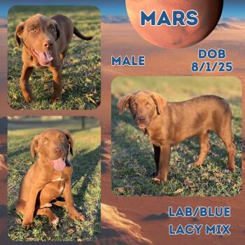 Rescue Labrador Retriever and Blue Lacy Dogs for Adoption in Caldwell, Texas - Mars | PetCurious
