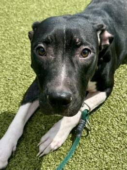 Yosi -  Mixed Breed Dog for Adoption in Wichita, Kansas - Yosi | PetCurious
