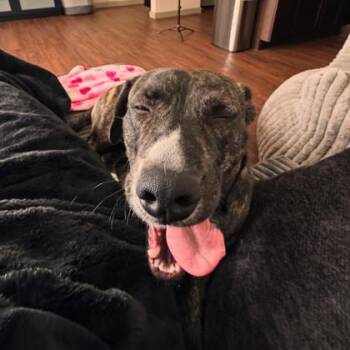 Mixed Breed Dogs Available for Adoption - Sharpay Evans | PetCurious