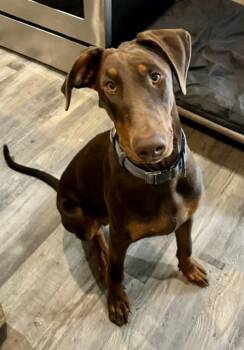 LOKI -  Doberman Pinscher Dog for Adoption in West Cape May, New Jersey - LOKI | PetCurious