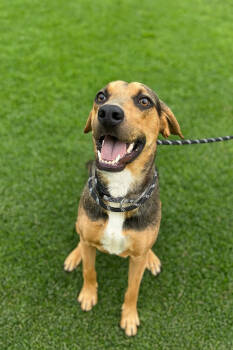 Rescue Hound Dogs for Adoption in Dickson, Tennessee - Dakota | PetCurious