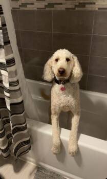 Ginger -  Goldendoodle Dog for Adoption - Ginger | PetCurious