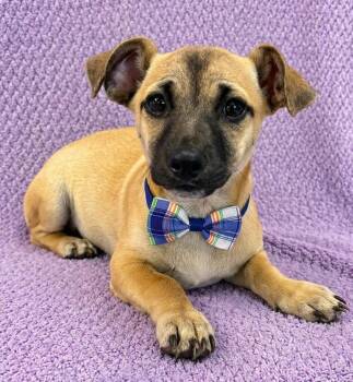 Chiweenie Dogs Available for Adoption in Lodi, California - Casey | PetCurious