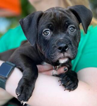 Samoa -  Mixed Breed Dog for Adoption - Samoa | PetCurious