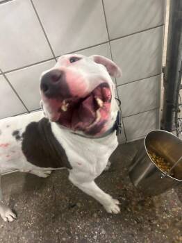 Bowie -  Pit Bull Terrier Dog for Adoption in Rock Springs, Wyoming - Bowie | PetCurious