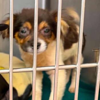 Bruno -  Spaniel and Mixed Breed Dog for Adoption in Baton Rouge, Louisiana - Bruno | PetCurious