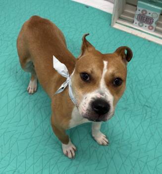 Chasing Bubbles -  Mixed Breed Dog for Adoption in Detroit, Michigan - Chasing Bubbles | PetCurious