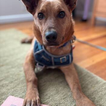 Mixed Breed Dogs Available for Adoption - Snowboard | PetCurious