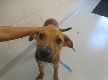 AURORA -  Pit Bull Terrier Dog for Adoption in Ocala, Florida - AURORA | PetCurious
