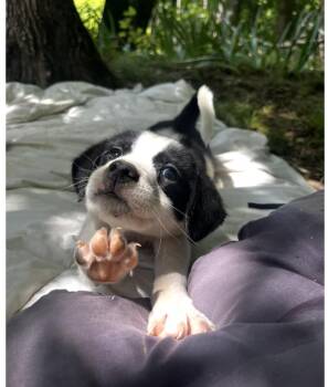 Spiritual Gangsters : Shanti -  Border Collie and Australian Cattle Dog Blue Heeler Dog for Adoption in Aurora, Indiana - Spiritual Gangsters : Shanti | PetCurious