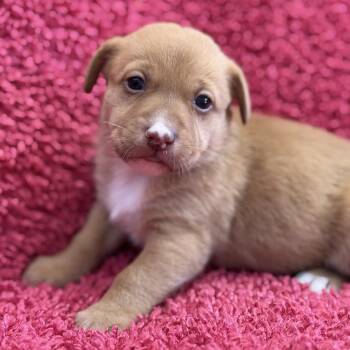 Rescue Spaniel and Terrier Dogs for Adoption in San Diego, California - Taffy Pup - Sassy Taffy | PetCurious