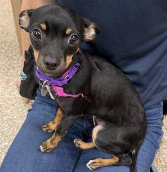 SINCLAIR -  Chihuahua and Miniature Pinscher Dog for Adoption in Aurora, Colorado - SINCLAIR | PetCurious