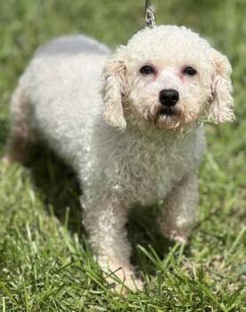 Gemma -  Bichon Frise Dog for Adoption in Malvern, Pennsylvania - Gemma | PetCurious