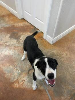 Border Collie and Great Pyrenees Dogs Available for Adoption - Oreo | PetCurious