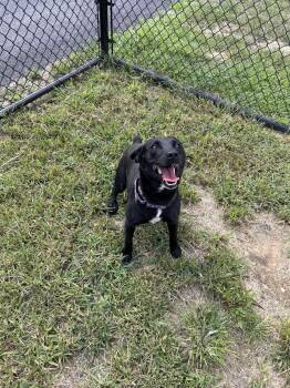 Rockefeller -  Australian Cattle Dog Blue Heeler Dog for Adoption in Shepherdsville, Kentucky - Rockefeller | PetCurious