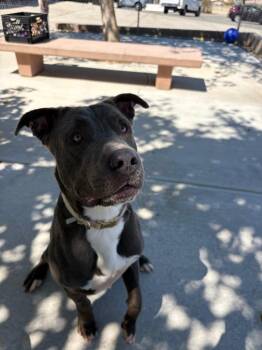 Golaith -  Pit Bull Terrier Dog for Adoption in Twentynine Palms, California - Golaith | PetCurious