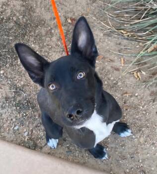 Rescue German Shepherd Dog and Border Collie Dogs for Adoption in Peralta, New Mexico - **LOBO | PetCurious