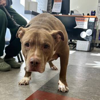 Mixed Breed Dogs Available for Adoption in Philadelphia, Pennsylvania - Jr | PetCurious