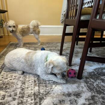Yoshi D71764 -  Shih Tzu and Bichon Frise Dog for Adoption in Minnetonka, Minnesota - Yoshi D71764 | PetCurious